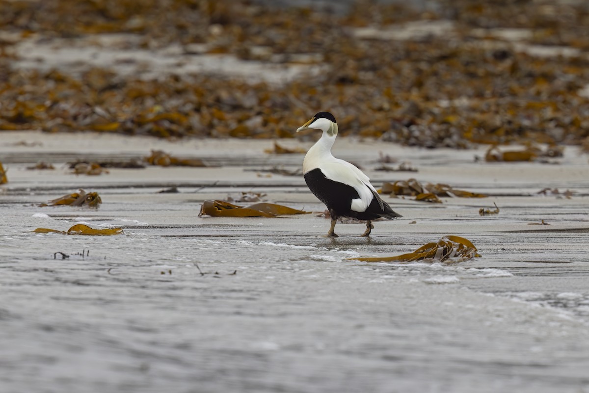 Common Eider - ML620825727