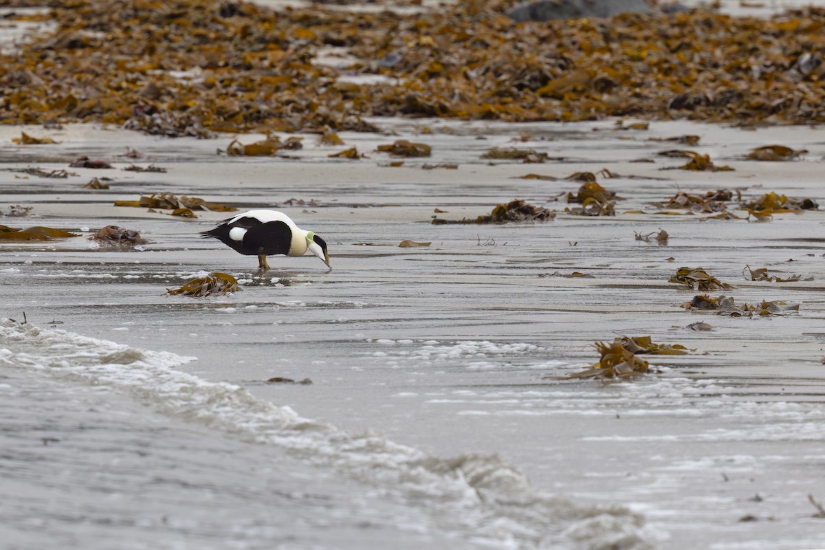 Common Eider - ML620825728