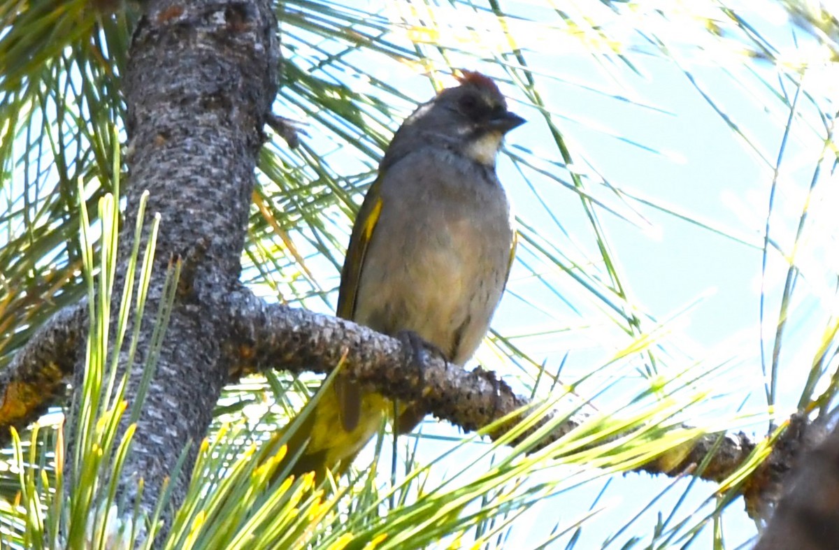 Green-tailed Towhee - ML620825735