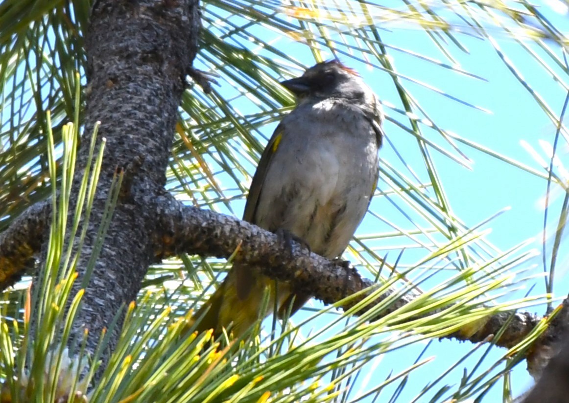 Green-tailed Towhee - ML620825736