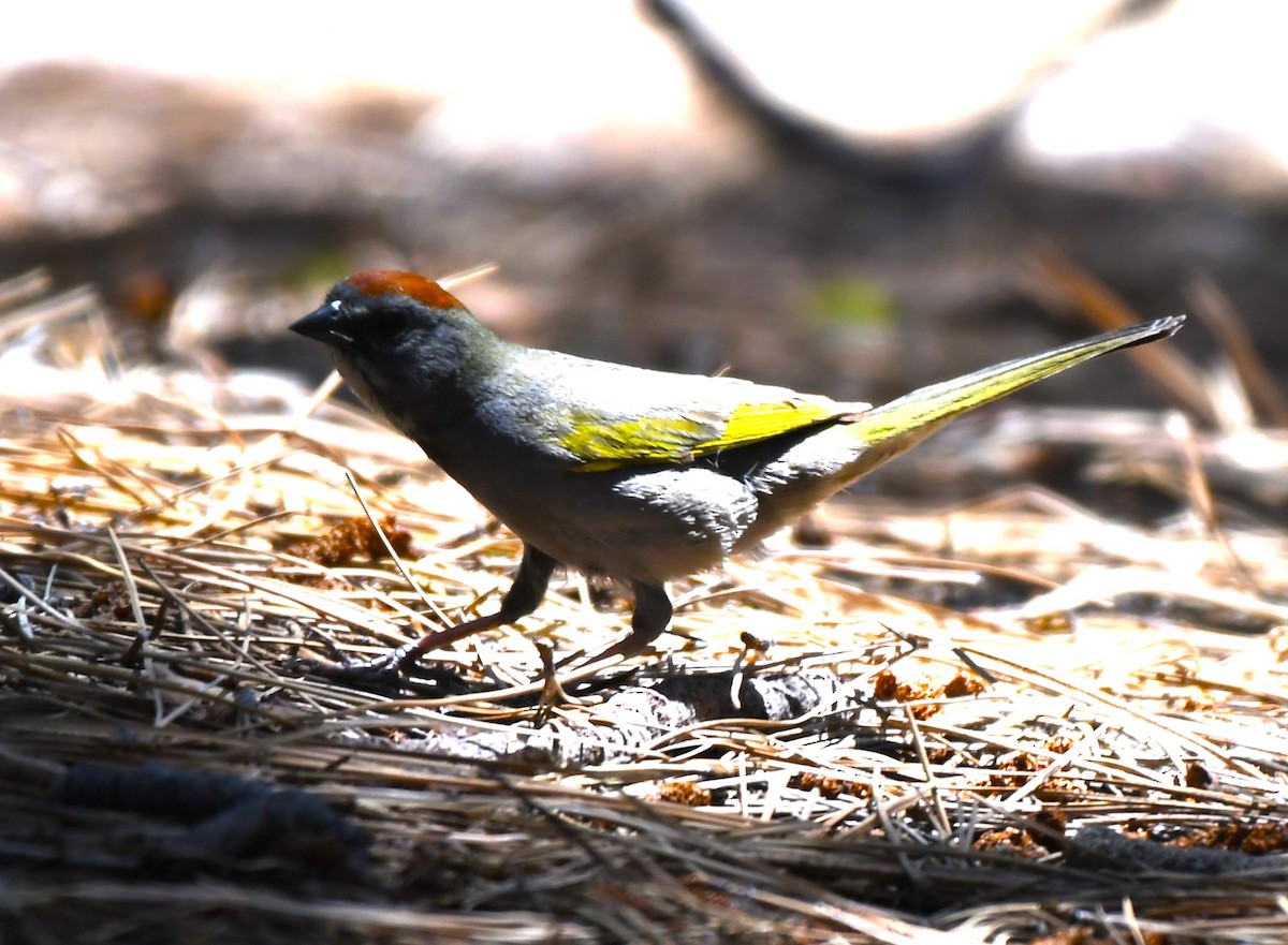 Green-tailed Towhee - ML620825738