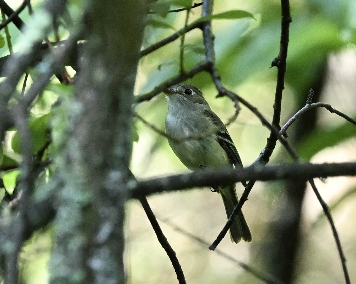 Least Flycatcher - Joe Wujcik