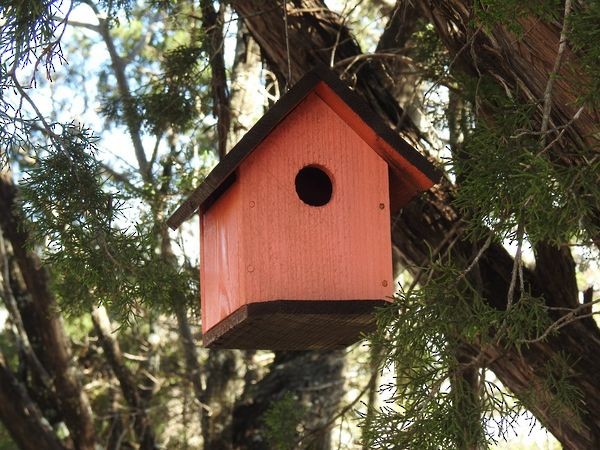 Black-crested Titmouse - ML620825744