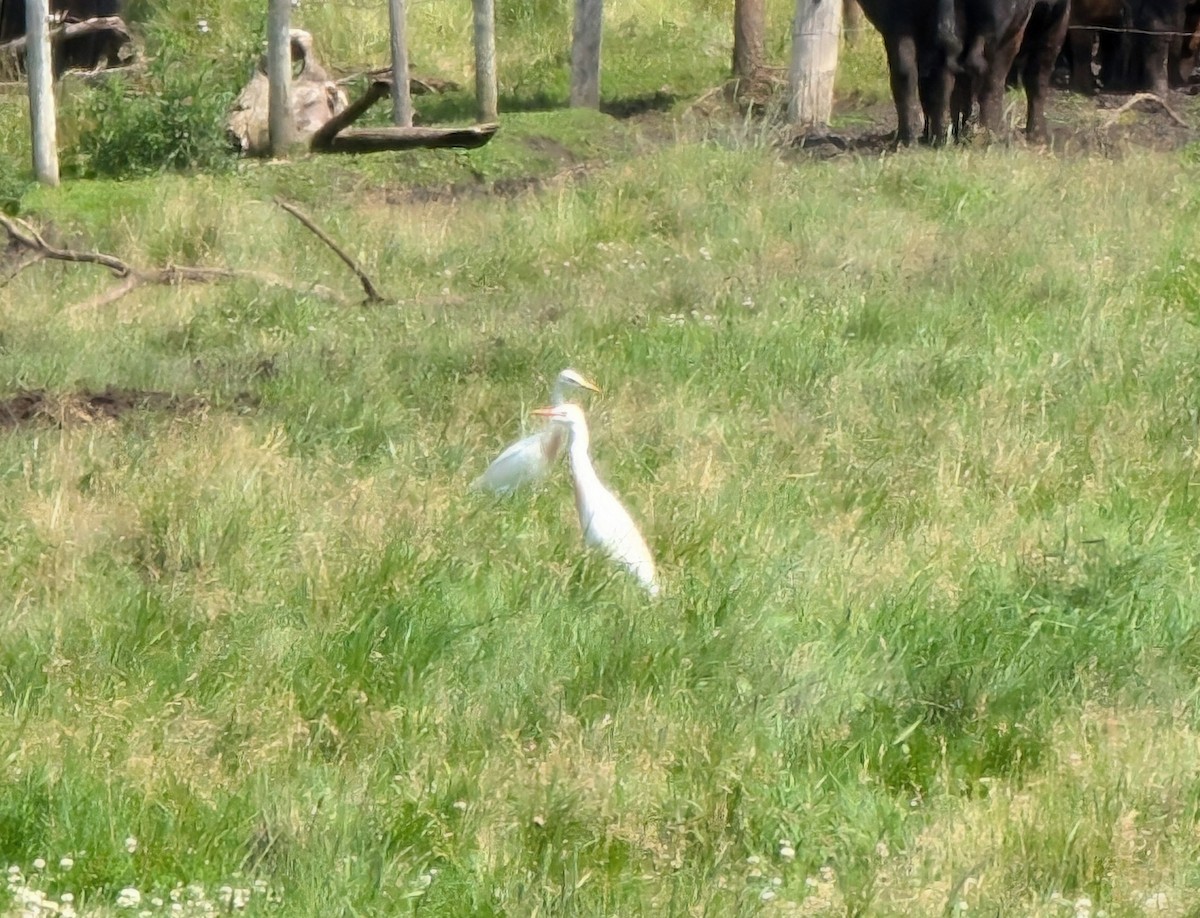 Western Cattle Egret - ML620825745