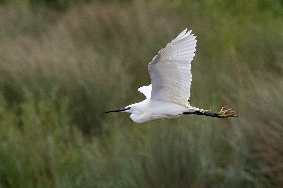 Little Egret - ML620825748