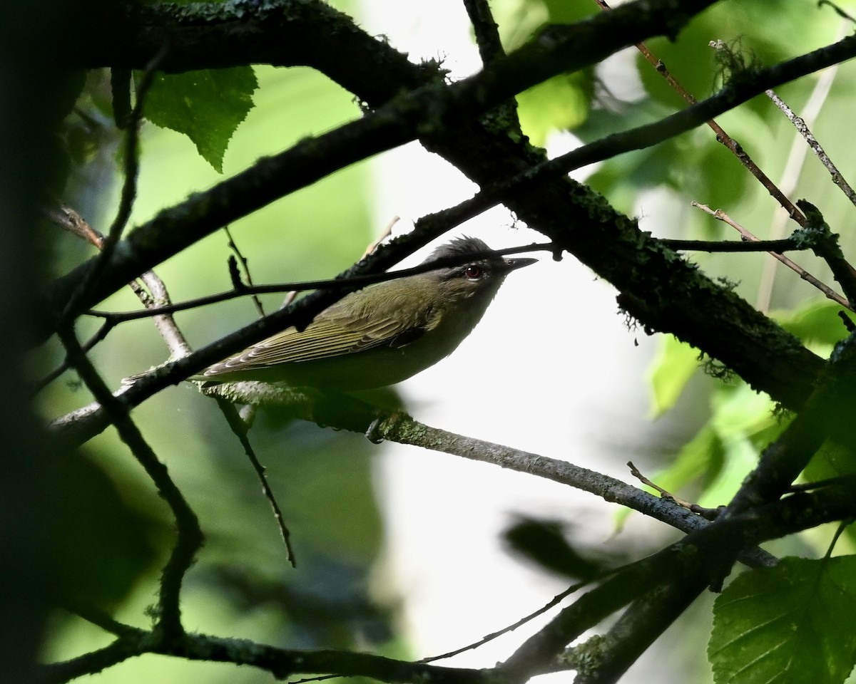 Red-eyed Vireo - ML620825749