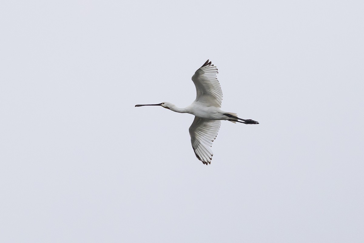 Eurasian Spoonbill - ML620825751