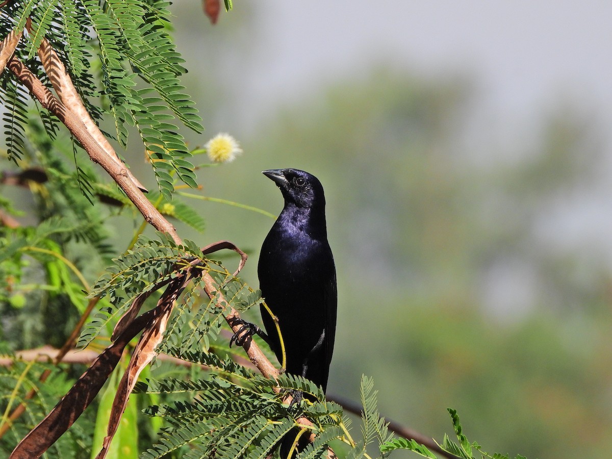 Shiny Cowbird - ML620825752