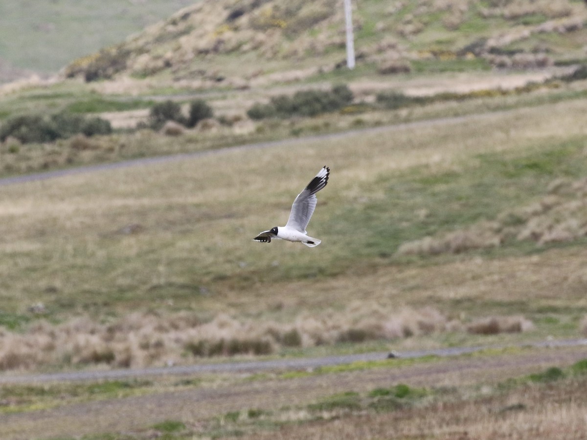 Andean Gull - ML620825753