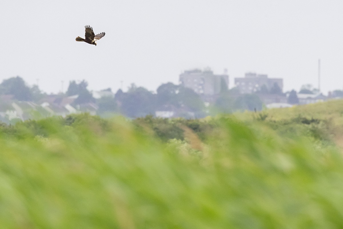 Western Marsh Harrier - Matthew Kwan