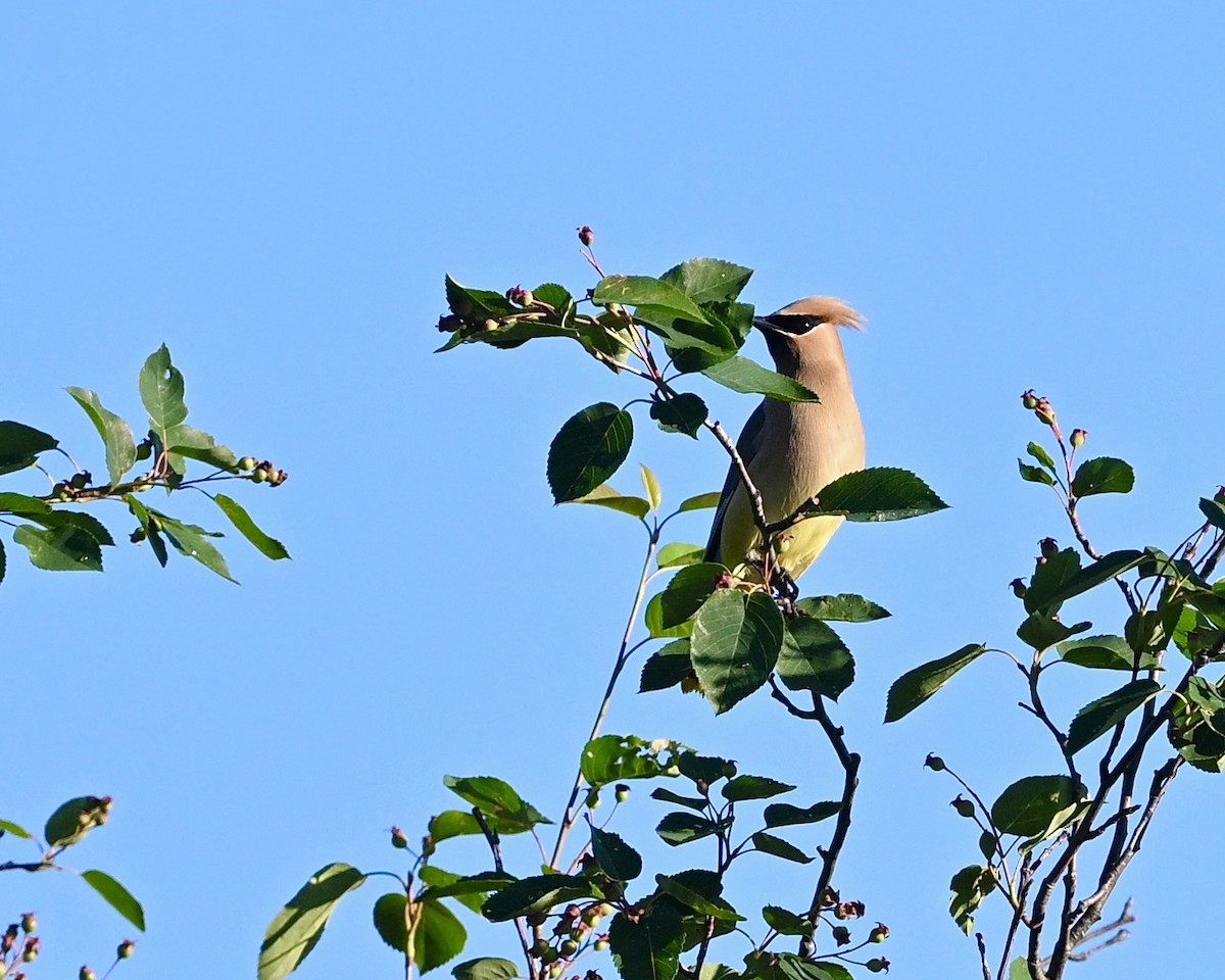 Cedar Waxwing - ML620825756