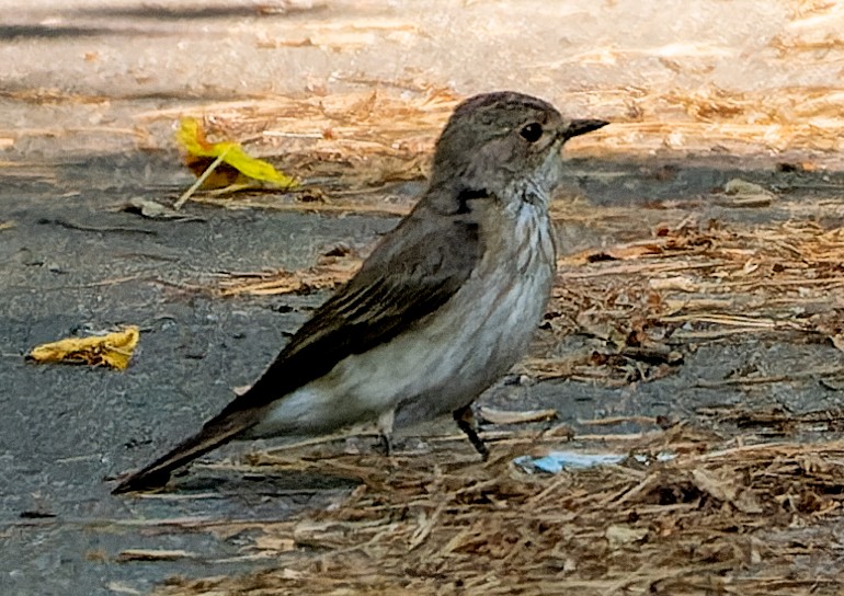 Spotted Flycatcher - ML620825758