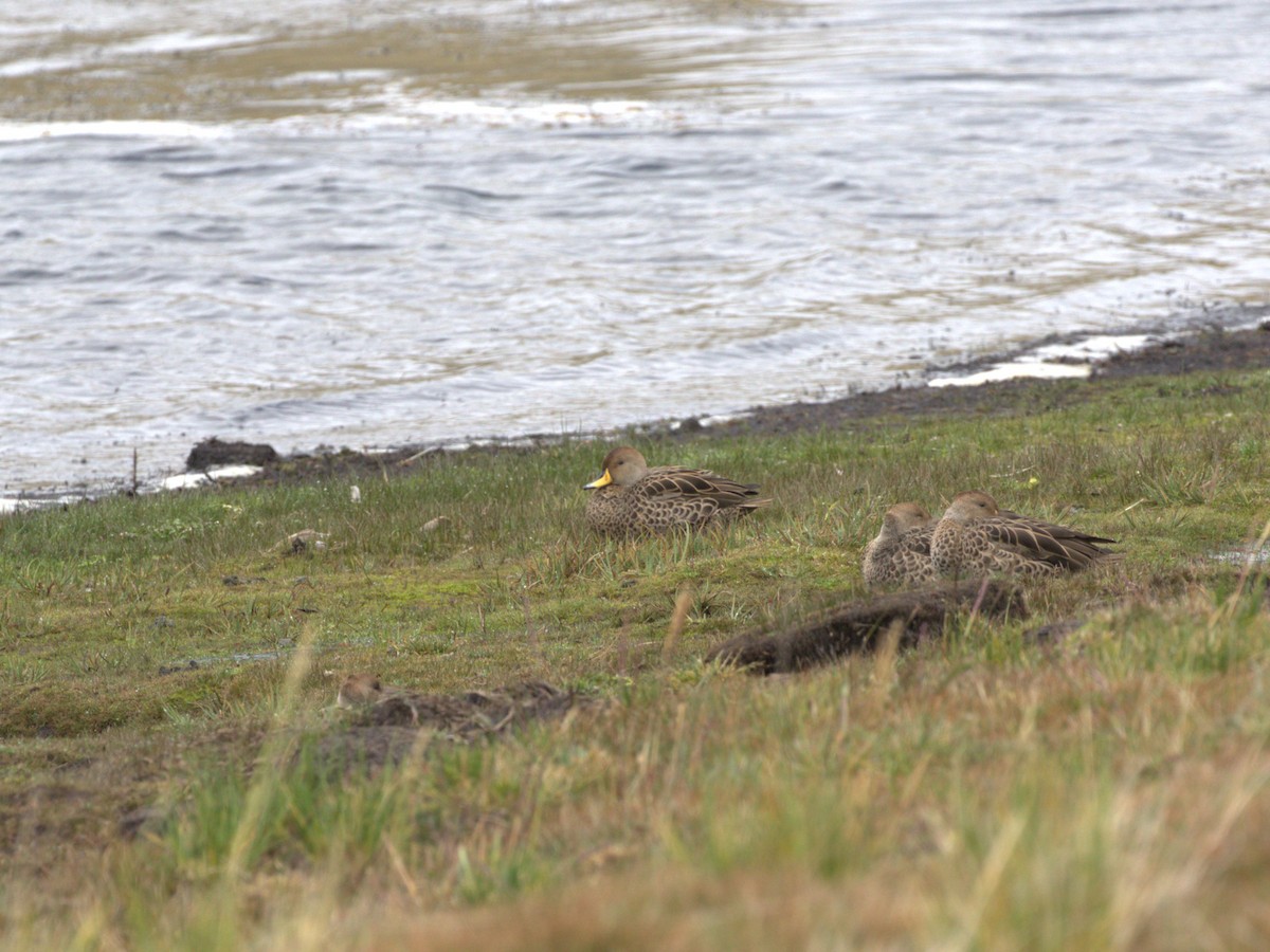 Yellow-billed Pintail (South American) - ML620825759