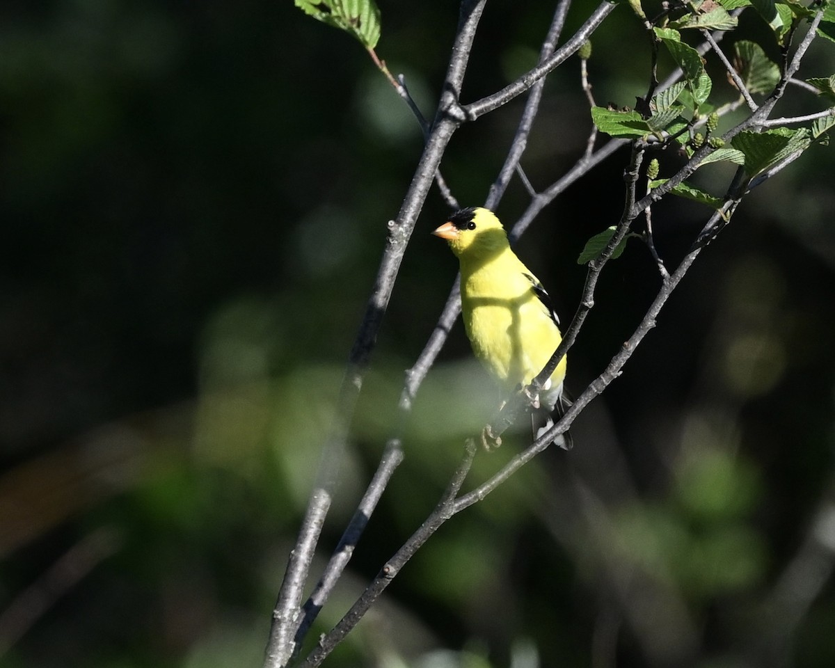 American Goldfinch - ML620825760