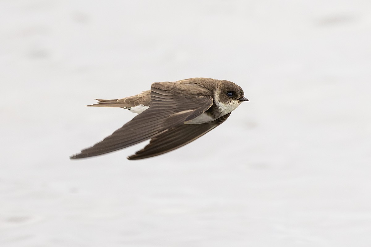 Bank Swallow - ML620825763