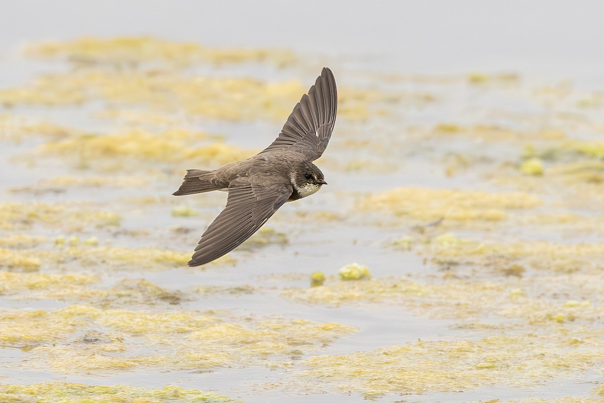 Bank Swallow - ML620825765