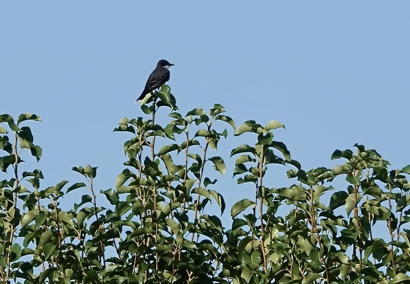 Eastern Kingbird - ML620825766