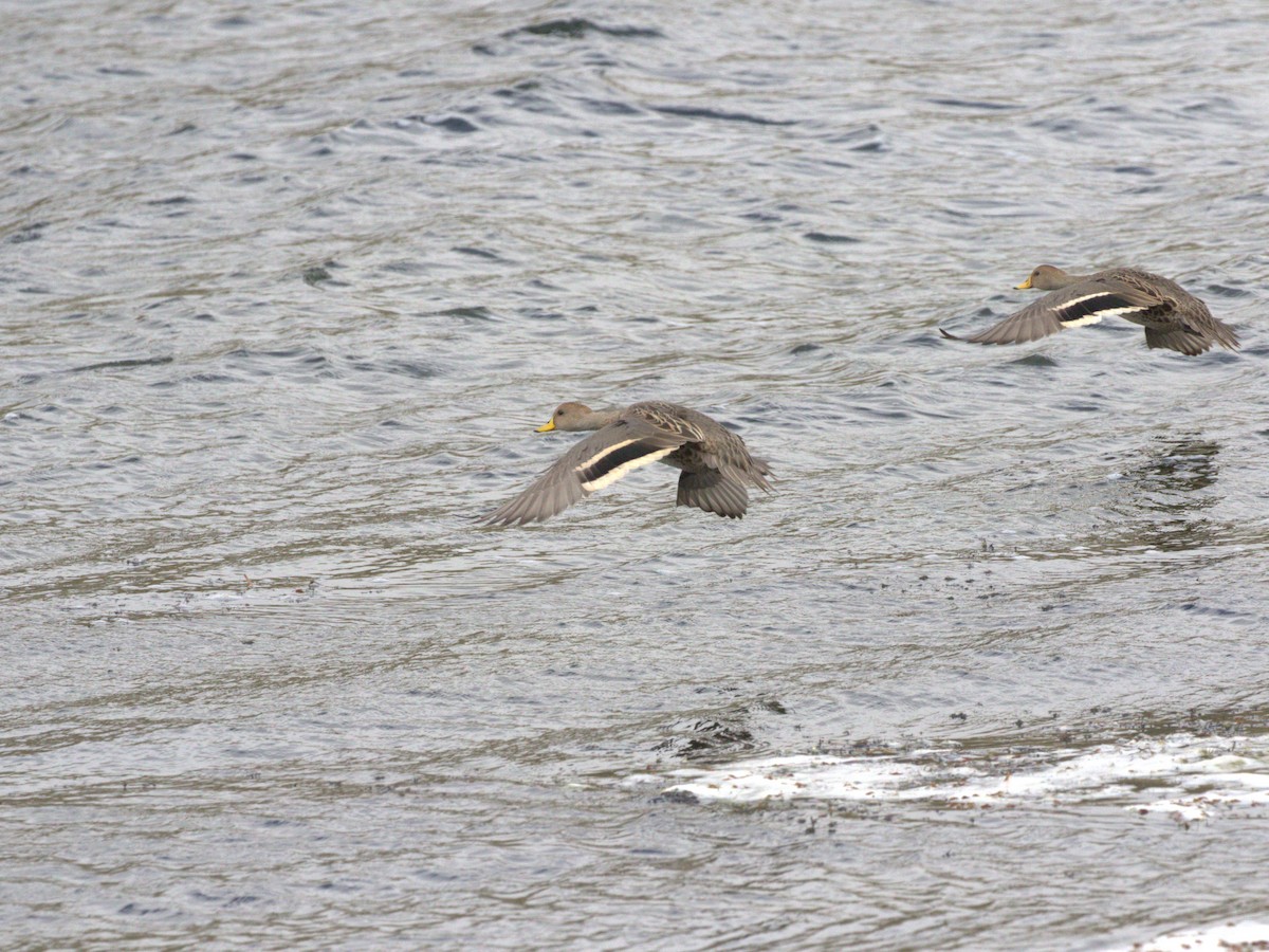 Yellow-billed Pintail (South American) - ML620825767