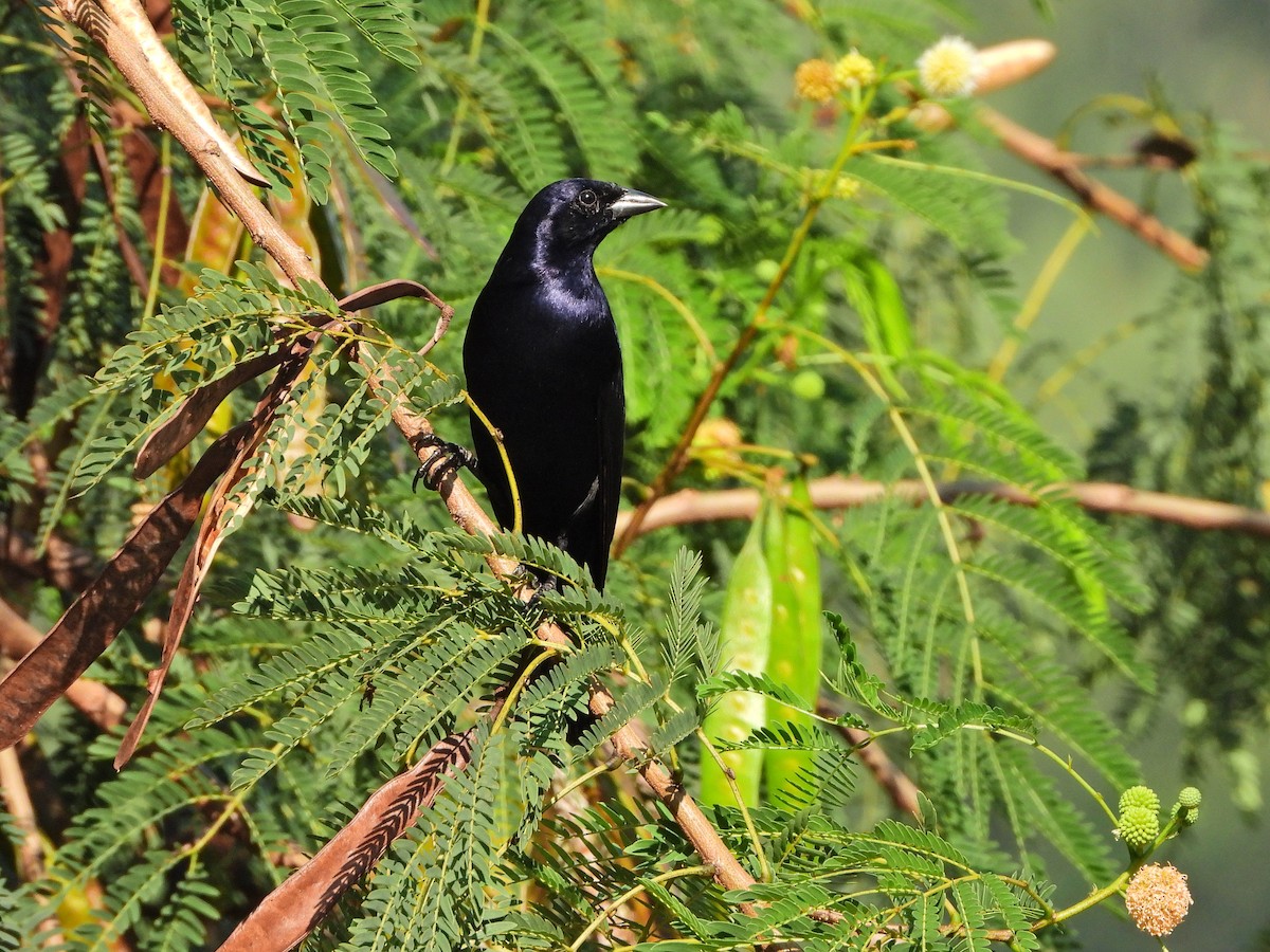 Shiny Cowbird - ML620825768