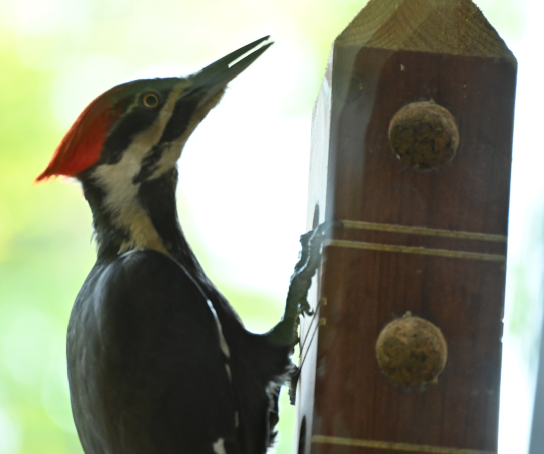 Pileated Woodpecker - ML620825780