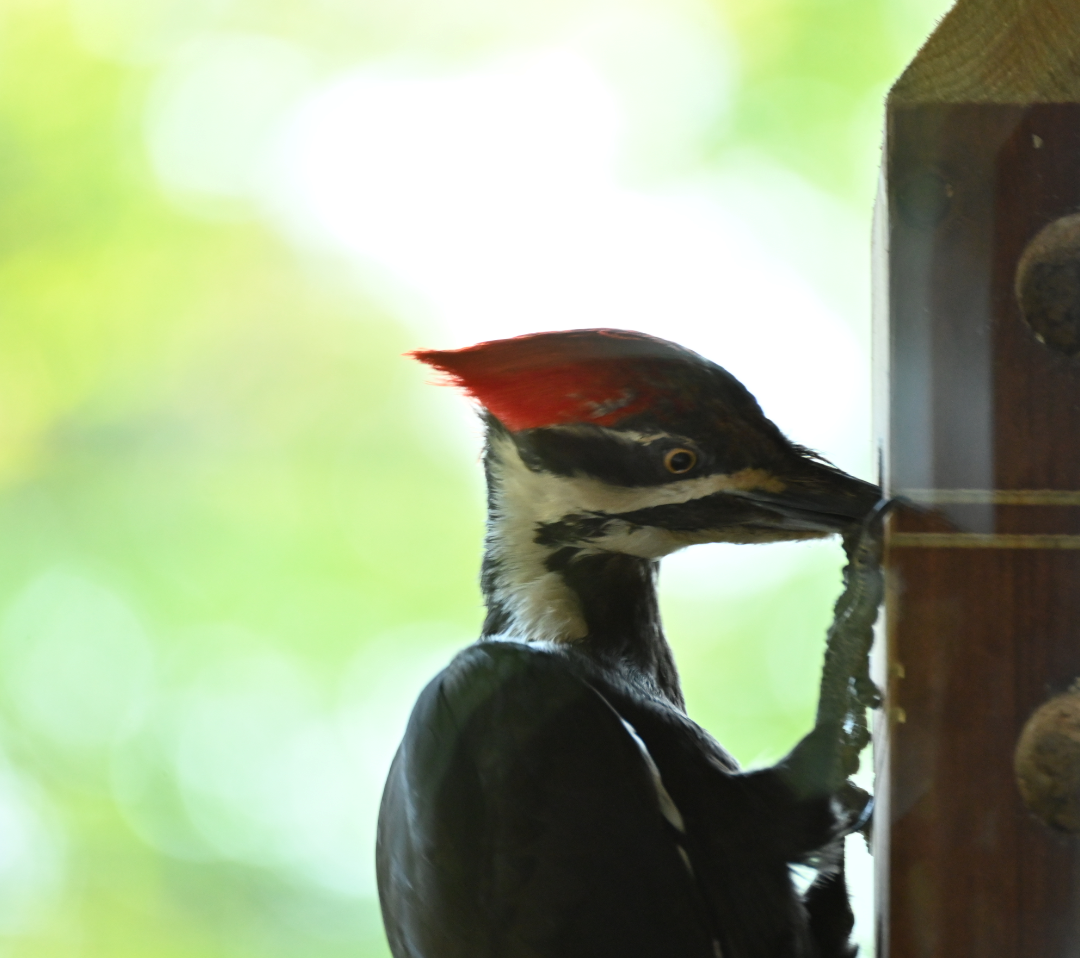 Pileated Woodpecker - ML620825781