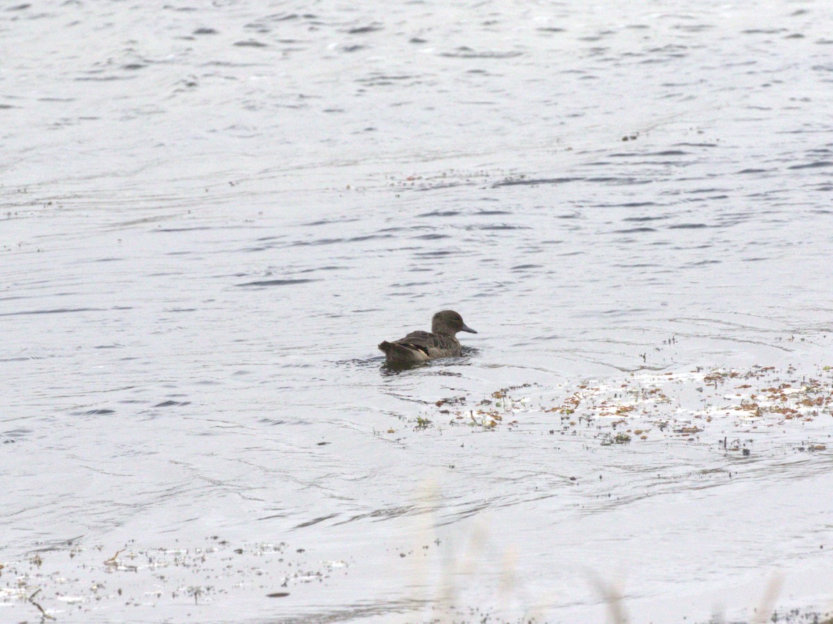 Andean Teal (Andean) - ML620825782