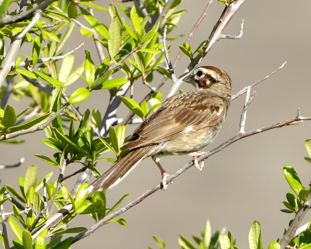 Lark Sparrow - ML620825783