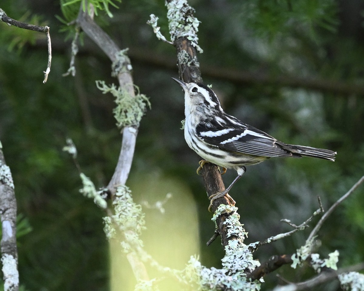 Black-and-white Warbler - ML620825785