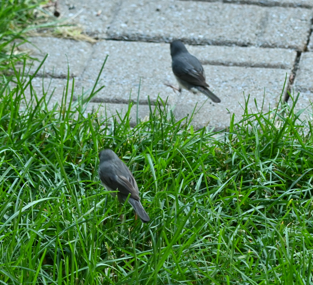 Dark-eyed Junco - ML620825786