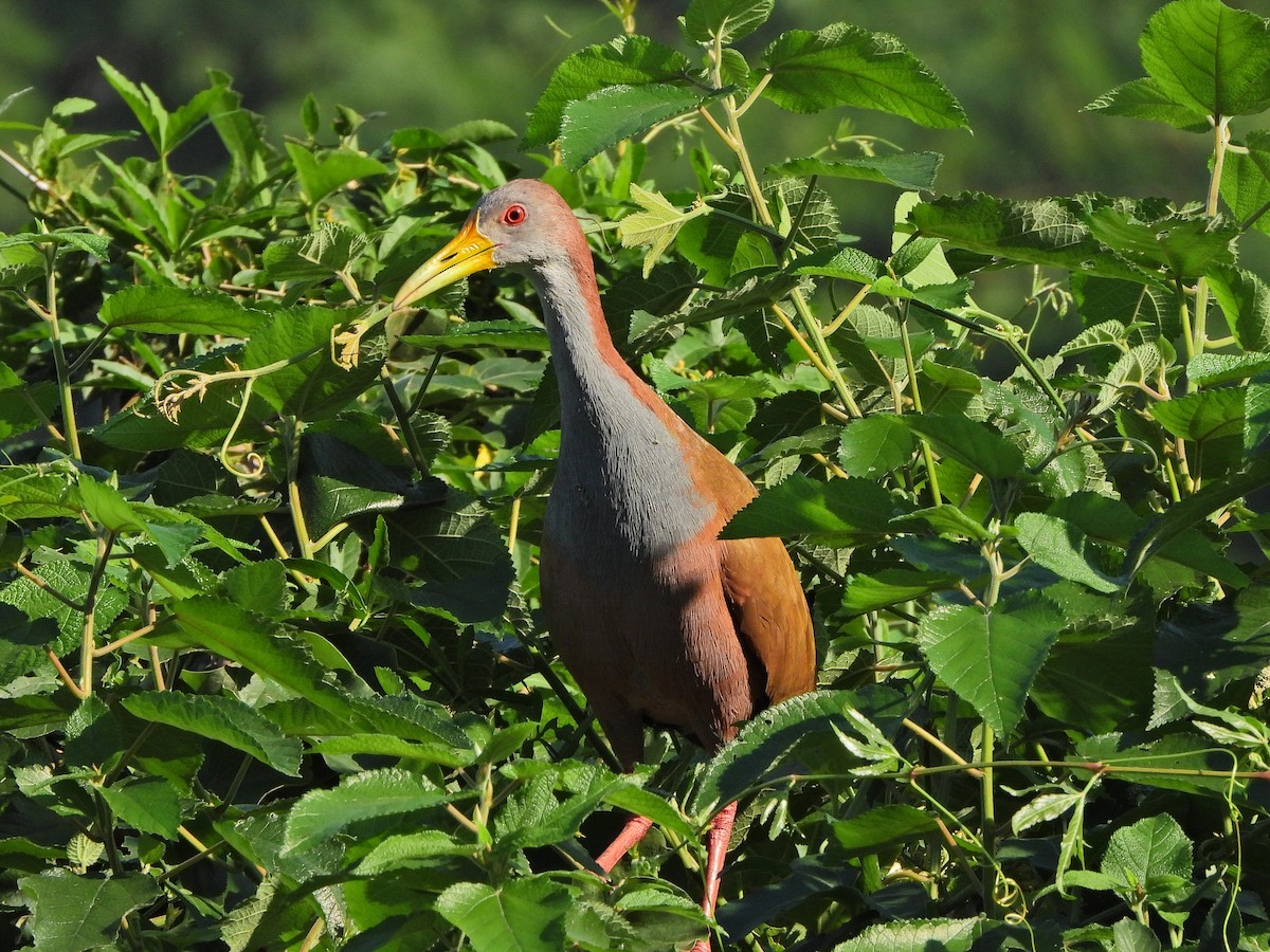 Giant Wood-Rail - ML620825787