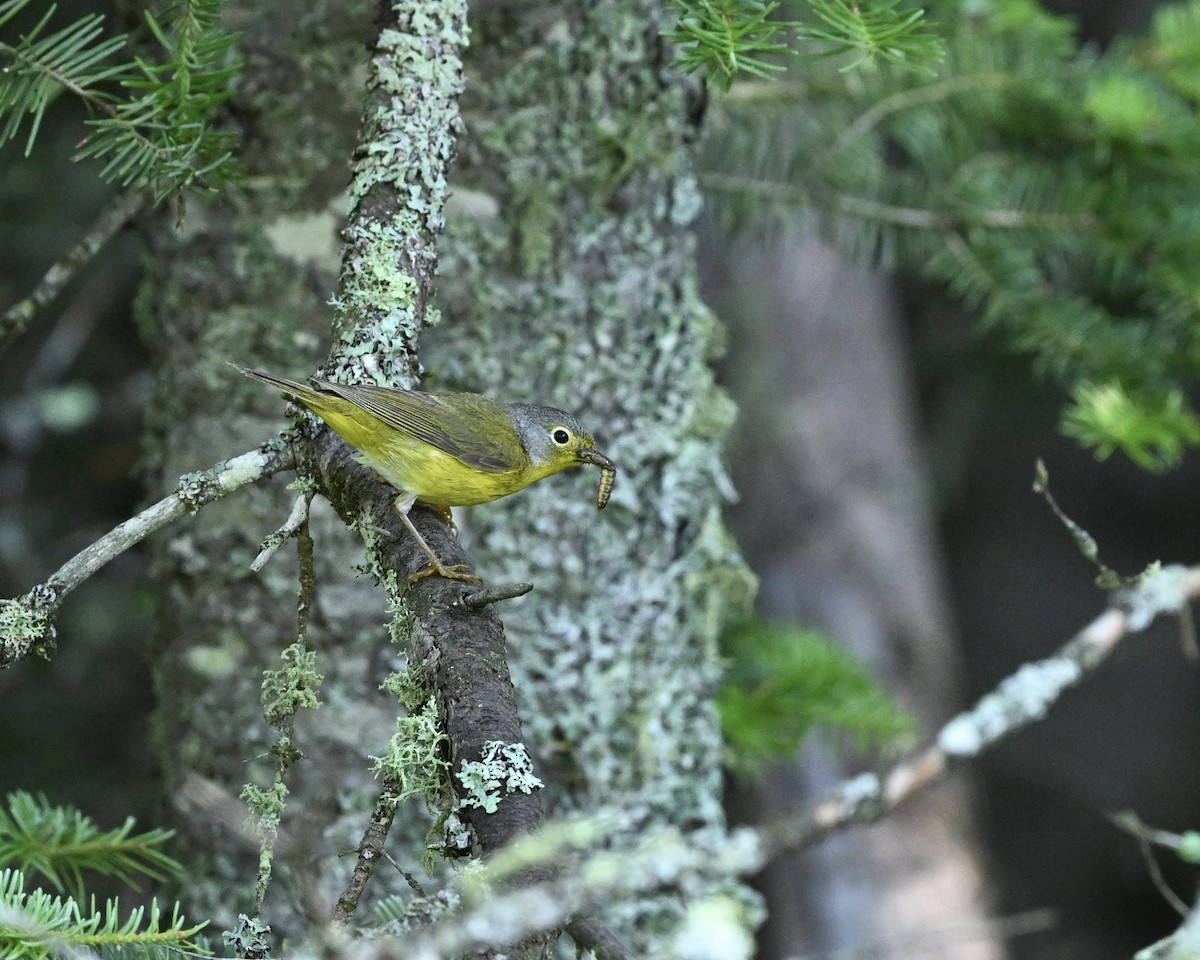 Nashville Warbler - ML620825788