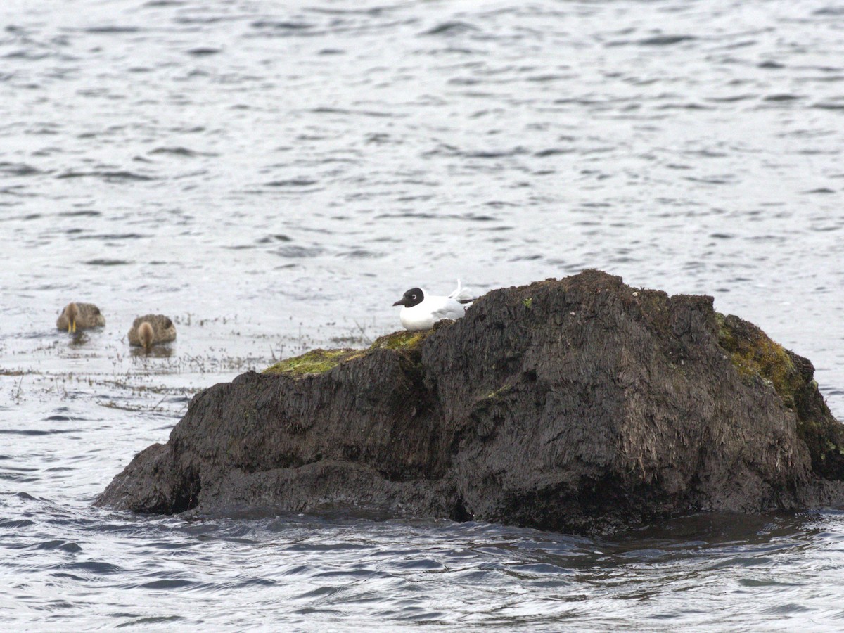 Andean Gull - ML620825789