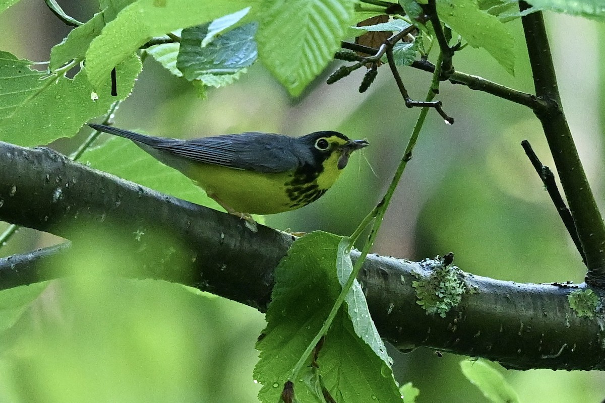 Canada Warbler - ML620825792