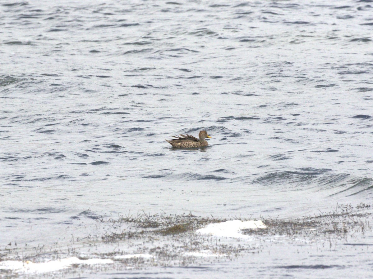 Yellow-billed Pintail (South American) - ML620825793