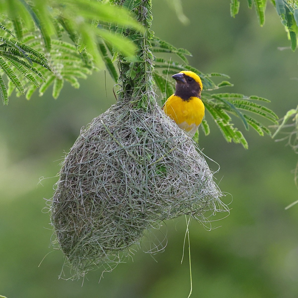 Baya Weaver - ML620825795