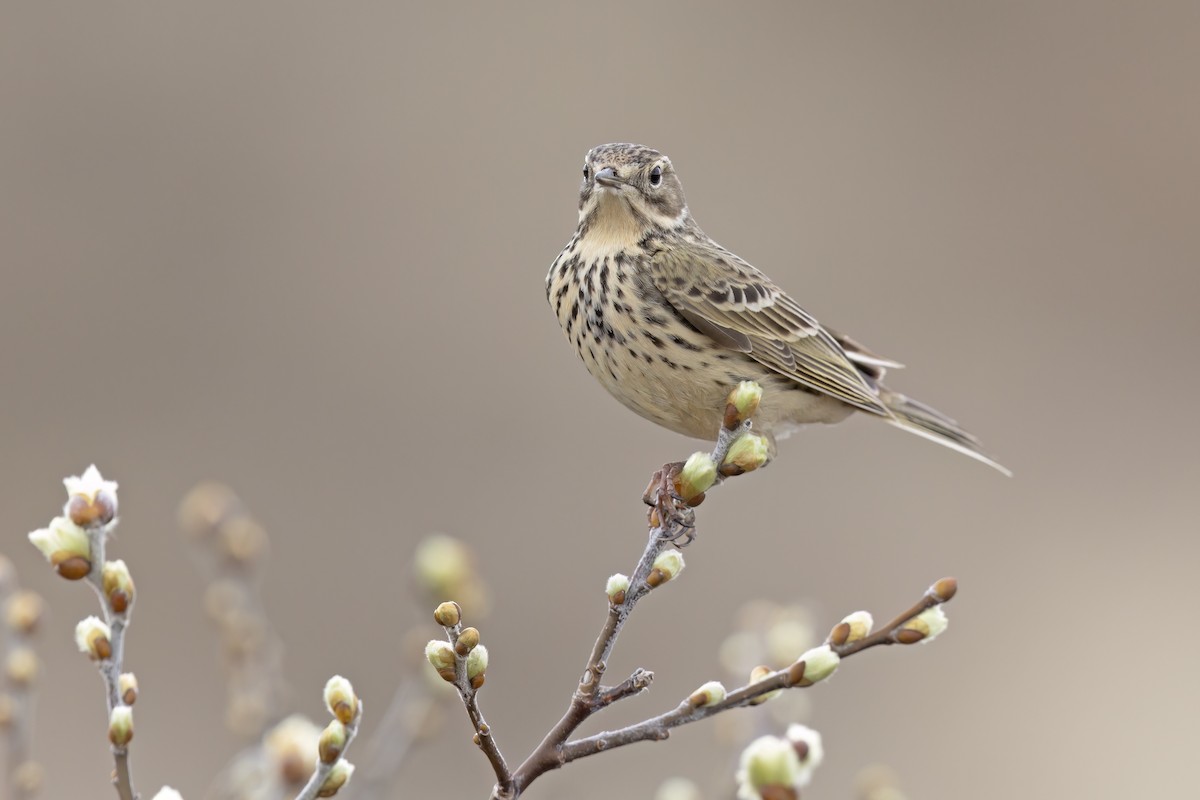 Pipit farlouse - ML620825796