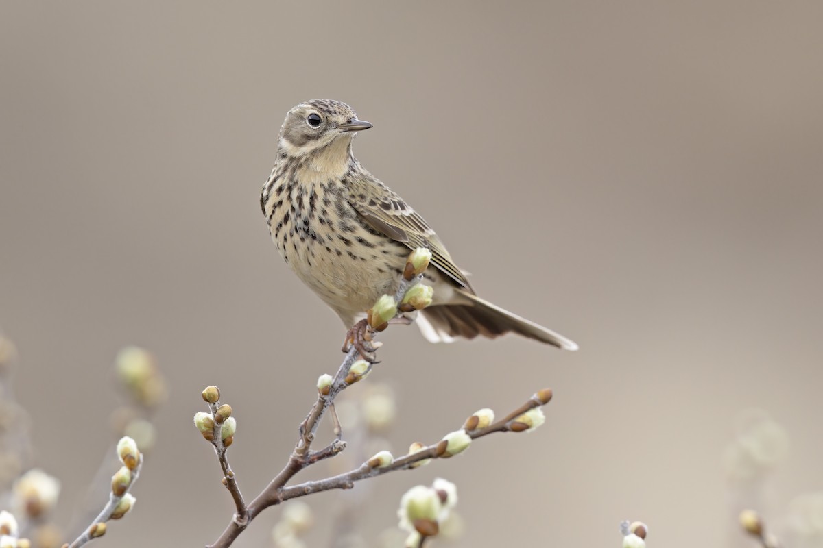 Pipit farlouse - ML620825798