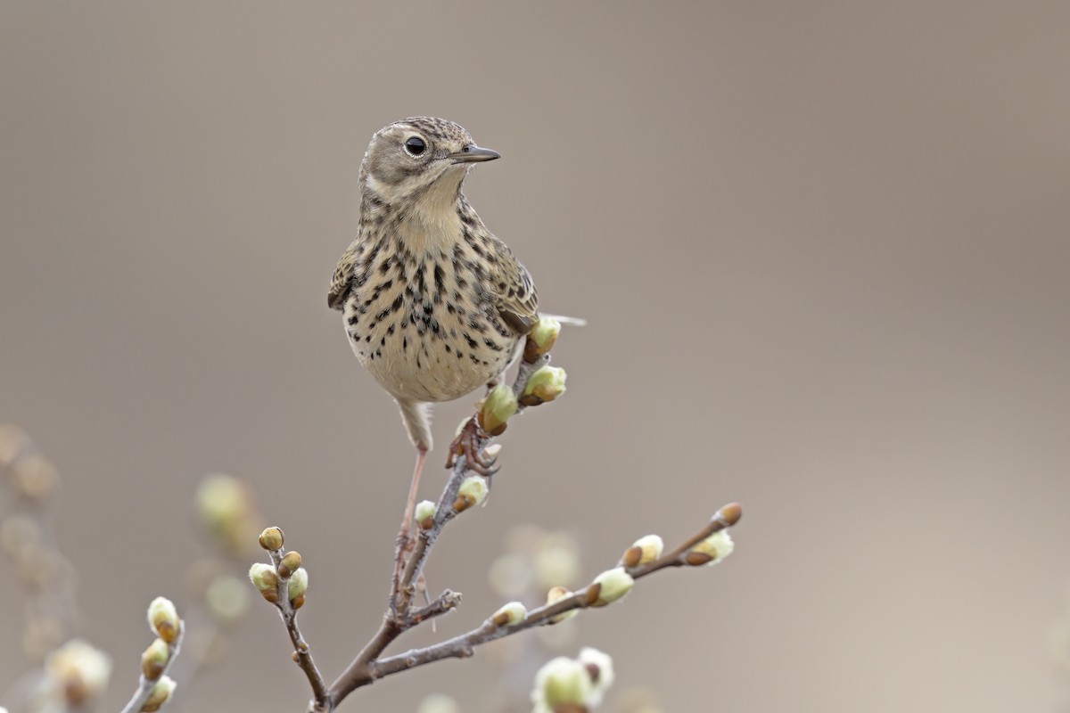 Pipit farlouse - ML620825799