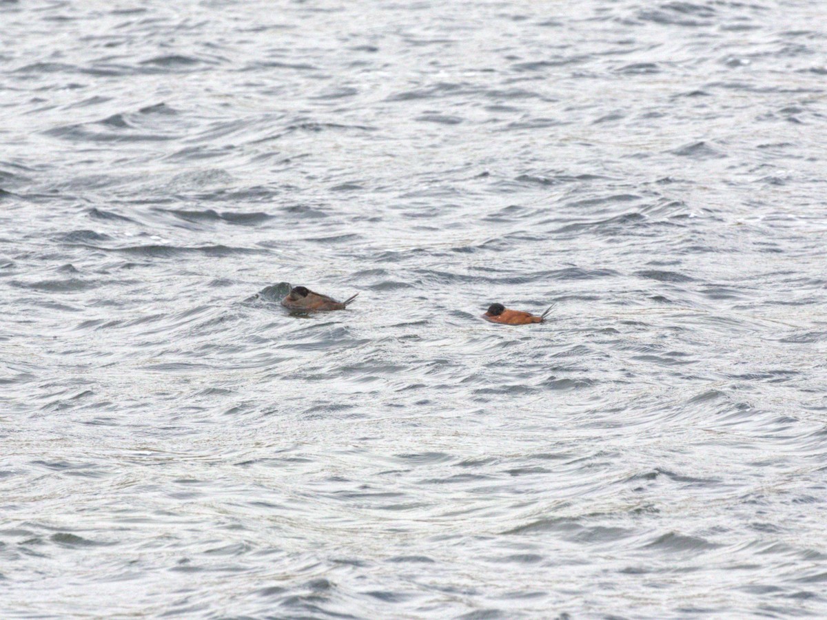 Andean Duck (ferruginea) - ML620825802