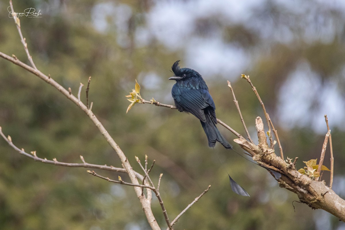 Greater Racket-tailed Drongo - ML620825803