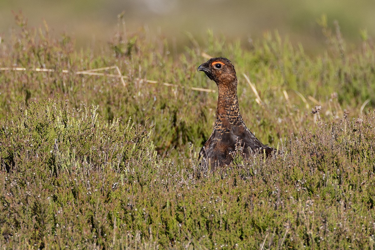 Willow Ptarmigan (Red Grouse) - ML620825805