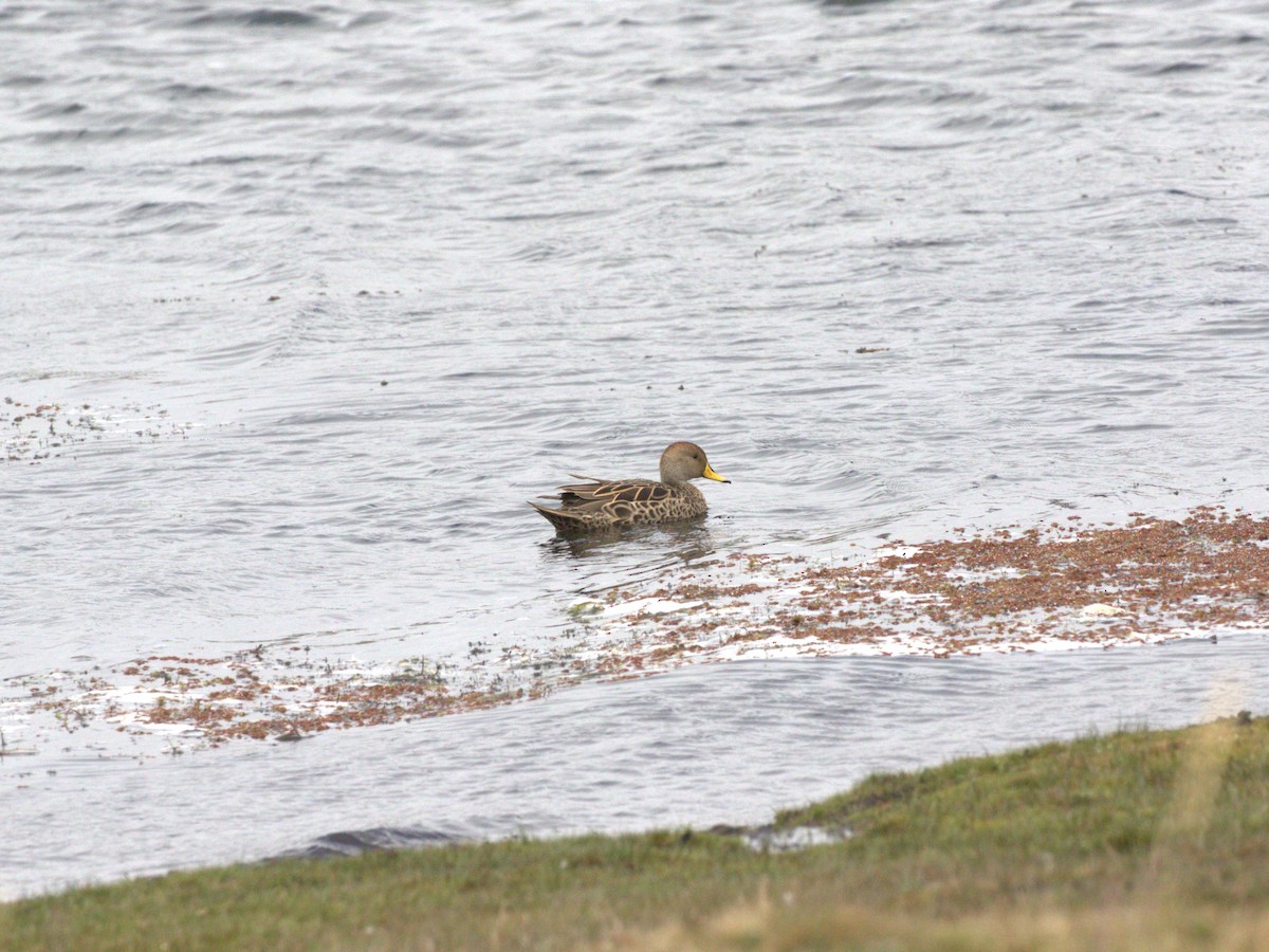 Yellow-billed Pintail (South American) - ML620825806