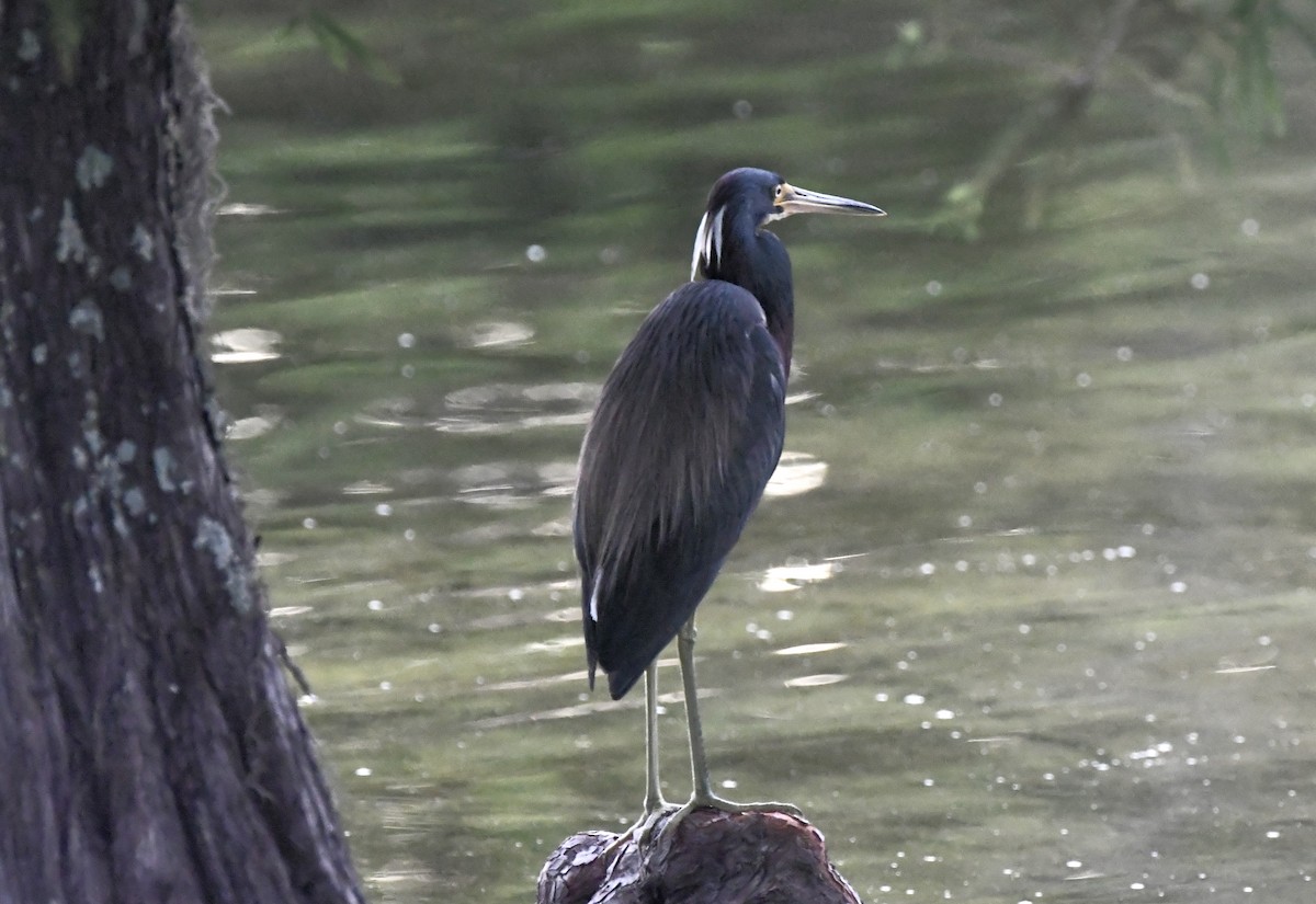 Tricolored Heron - ML620825807