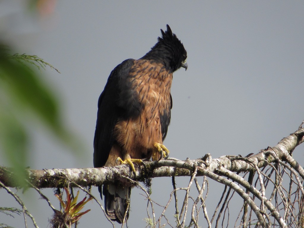 Black-and-chestnut Eagle - ML620825811