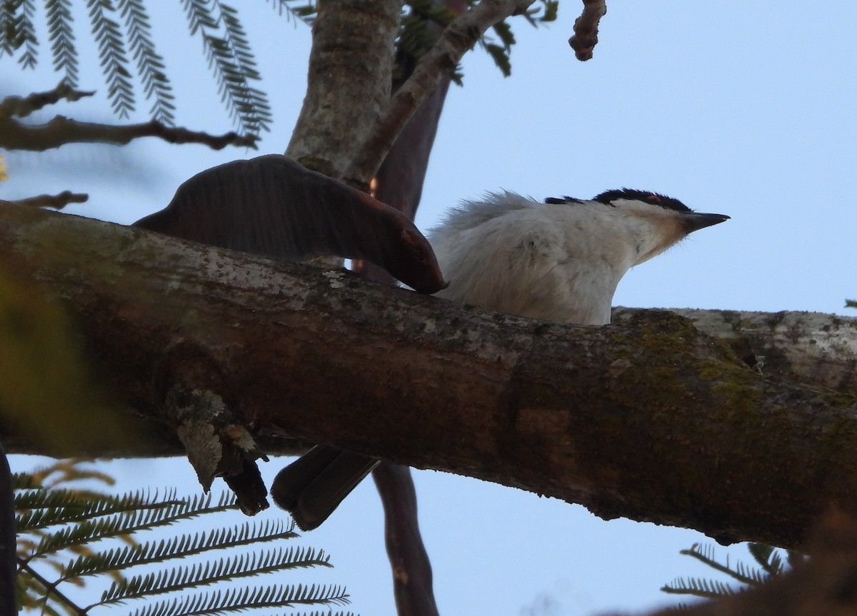 Black-backed Puffback - ML620825822