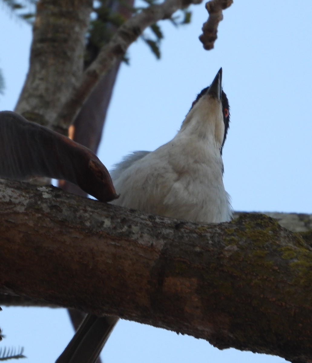 Black-backed Puffback - ML620825823