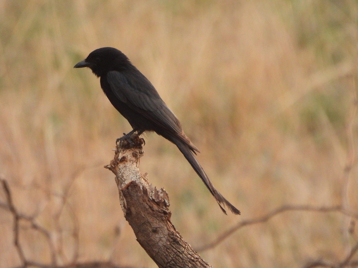 Black Drongo - ML620825825