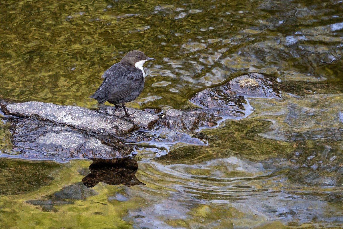 White-throated Dipper - ML620825826