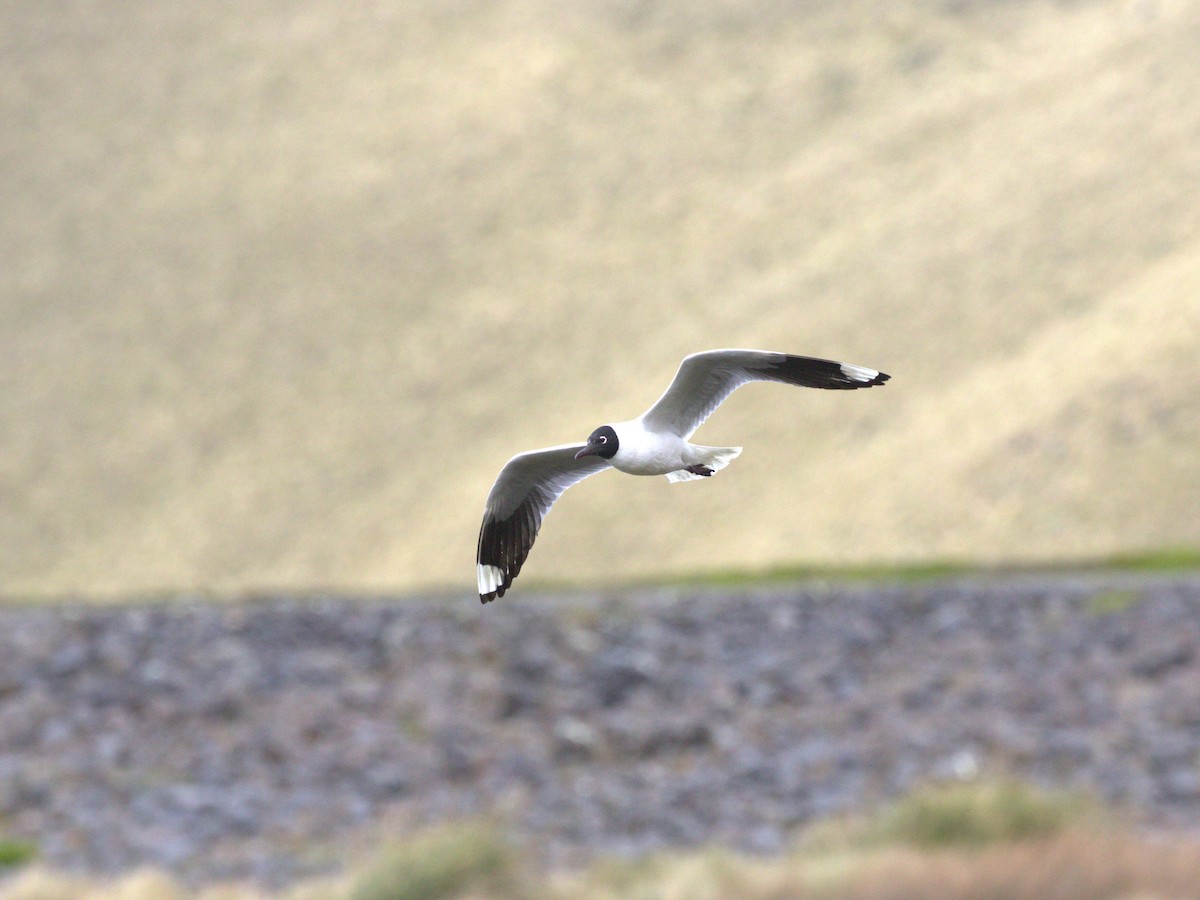 Andean Gull - Menachem Goldstein