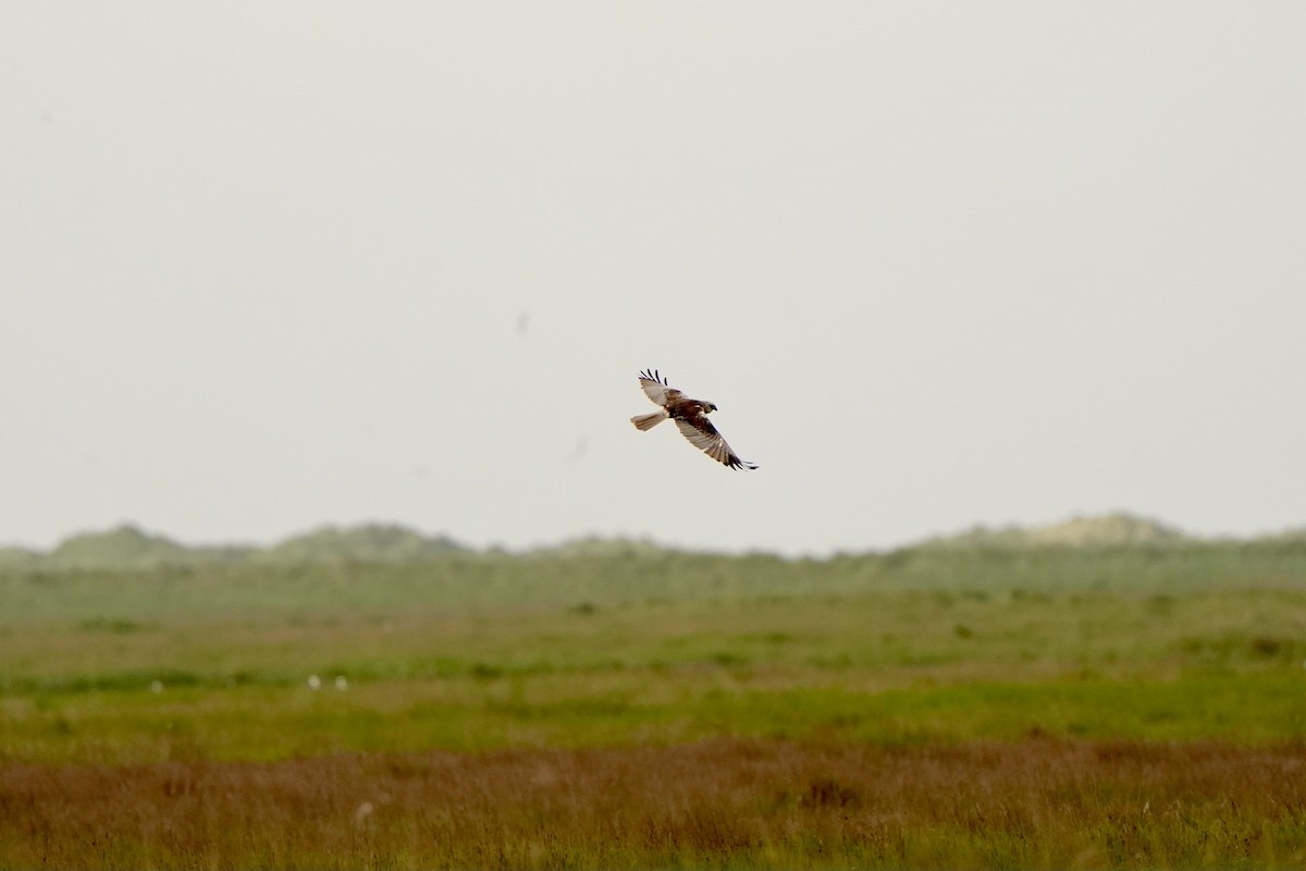 Western Marsh Harrier - Anonymous